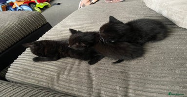 Mixed Breed cats - Advert 12