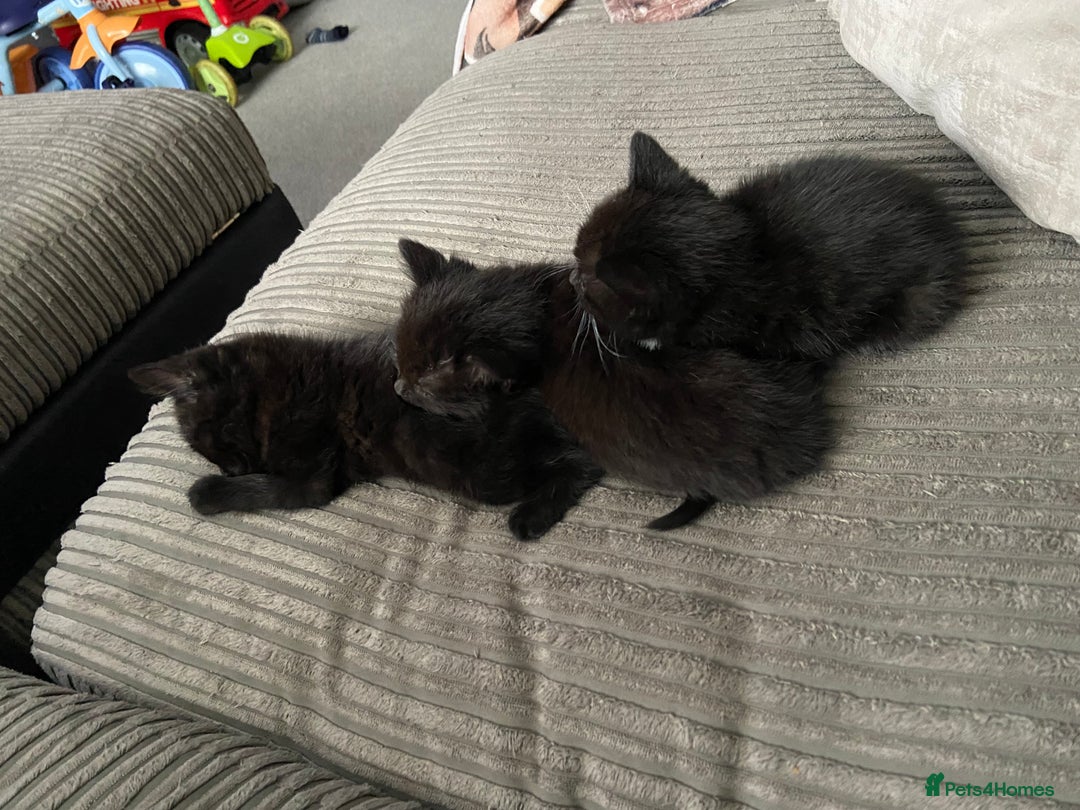 Mixed Breed cats for sale: 4 beautiful kittens ready for their forever homes - Image 2