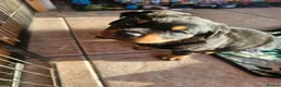 Rottweiler dogs for sale: Beautiful Show Quality Rottweiler Puppies - Advert 4