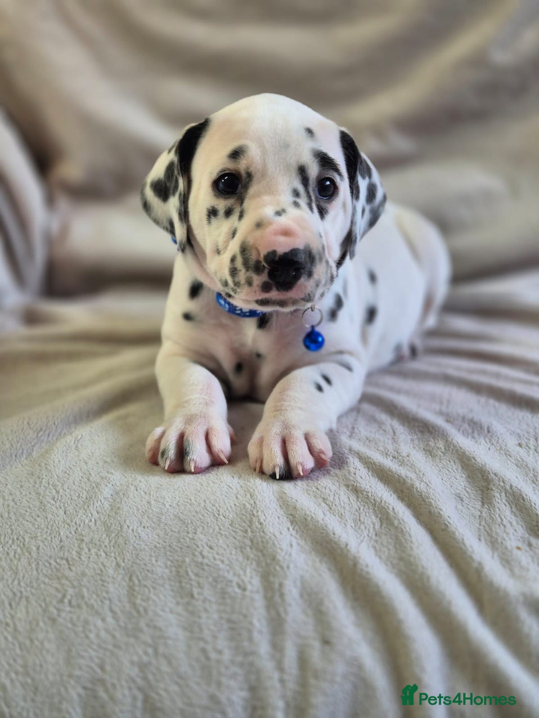 Dalmatian dogs for sale: Stunning Dalmatian Pups - Advert 5
