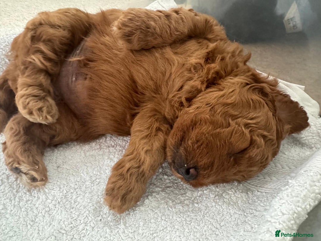 Cavapoochon dogs for sale: 1 male Cavapoochon for sale! - Image 1