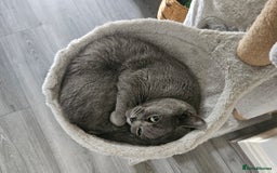 British Shorthair cats for sale: British Shorthair Cats for sale - Image 18