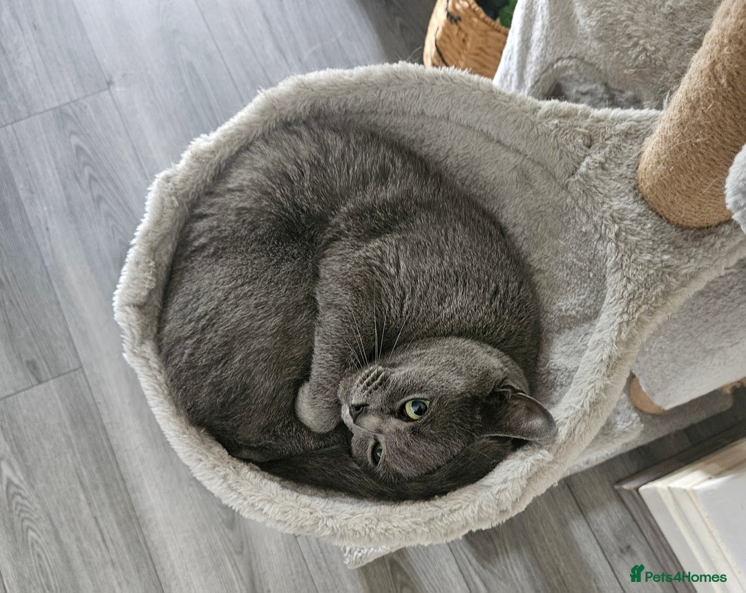 British Shorthair cats for sale: British Shorthair Cats for sale - Image 18
