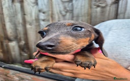 Miniature Dachshund dogs for sale: Miniature dachshund puppies  - Image 14