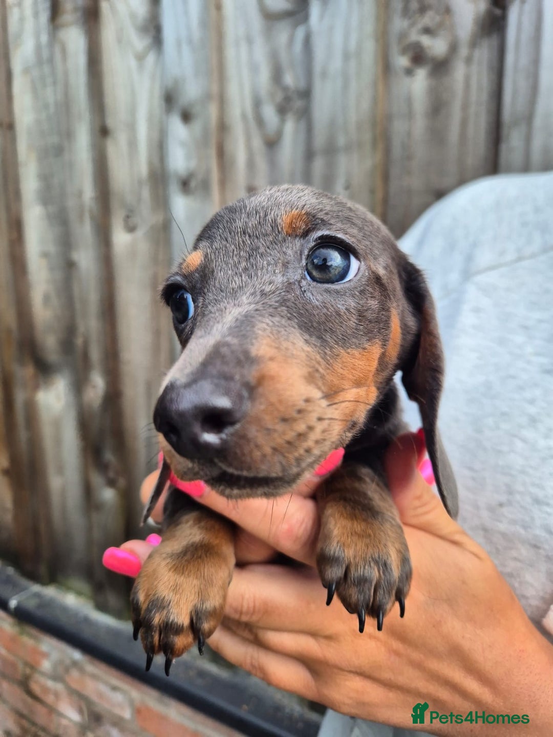 Miniature Dachshund dogs for sale: Miniature dachshund puppies  - Image 14