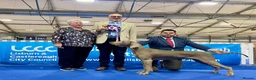 Weimaraner dogs for sale: Gunalt Bloodlines & Temperament - Advert 2