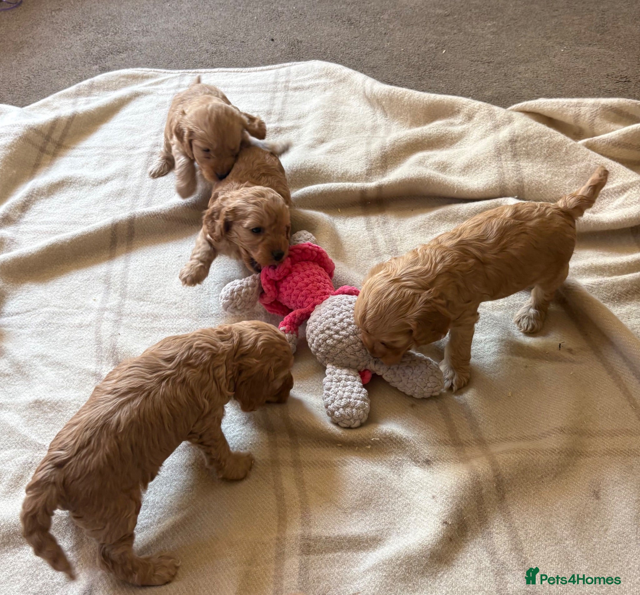Cockapoo dogs Beautiful cockapoos - Advert 13