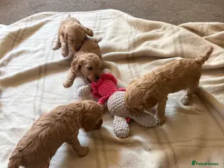Cockapoo dogs Beautiful cockapoos - Advert 13