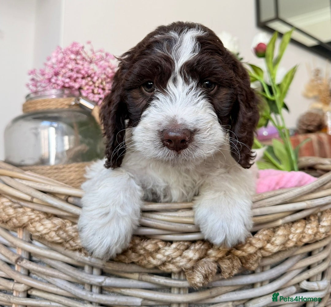 Cockapoo dogs for sale:  cockapoo puppies **READY GO GO** - Image 32