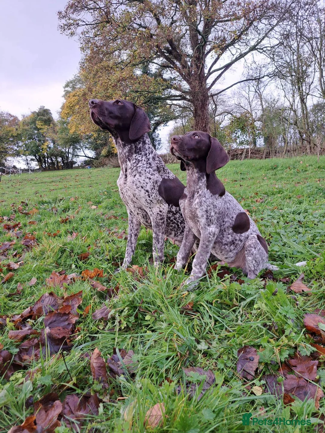 German Shorthaired Pointer dogs for stud: Stunning Proven German shorthaired pointer  in Shrewsbury - Advert 19
