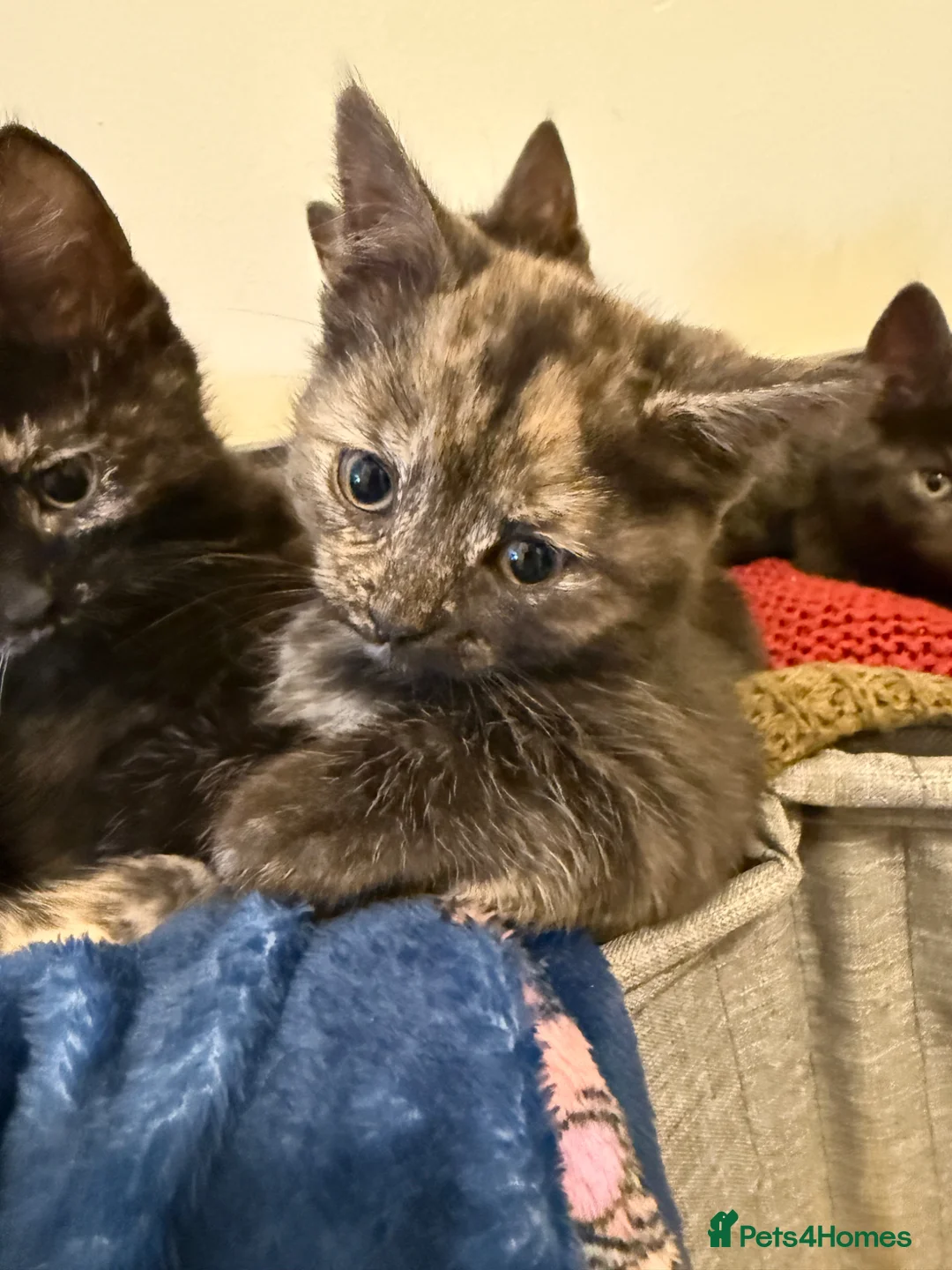 Mixed Breed cats for sale: 8 kittens for sale  in Ashford - Advert 2