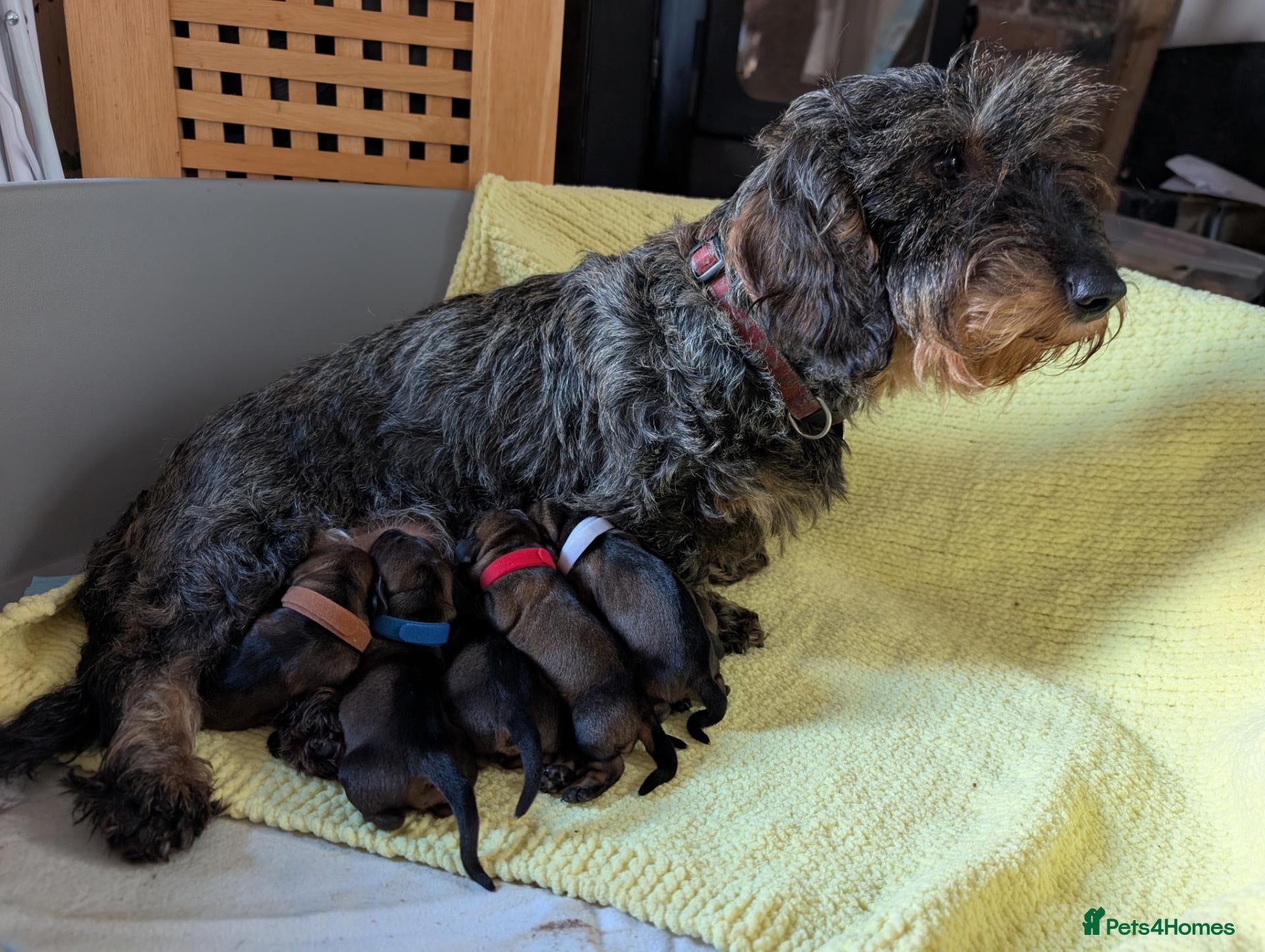 Dachshund dogs KC Reg.Wire-Haired Dachshund Puppies ( Teckels ) - Advert 1