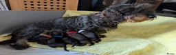 Dachshund dogs for sale: KC Reg.Wire-Haired Dachshund Puppies ( Teckels ) in Fort William - Advert 1
