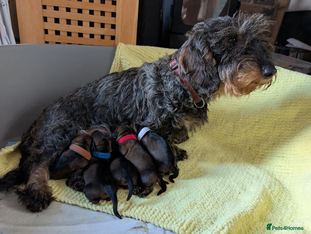 Dachshund dogs for sale: KC Reg.Wire-Haired Dachshund Puppies ( Teckels ) in Fort William - Advert 1