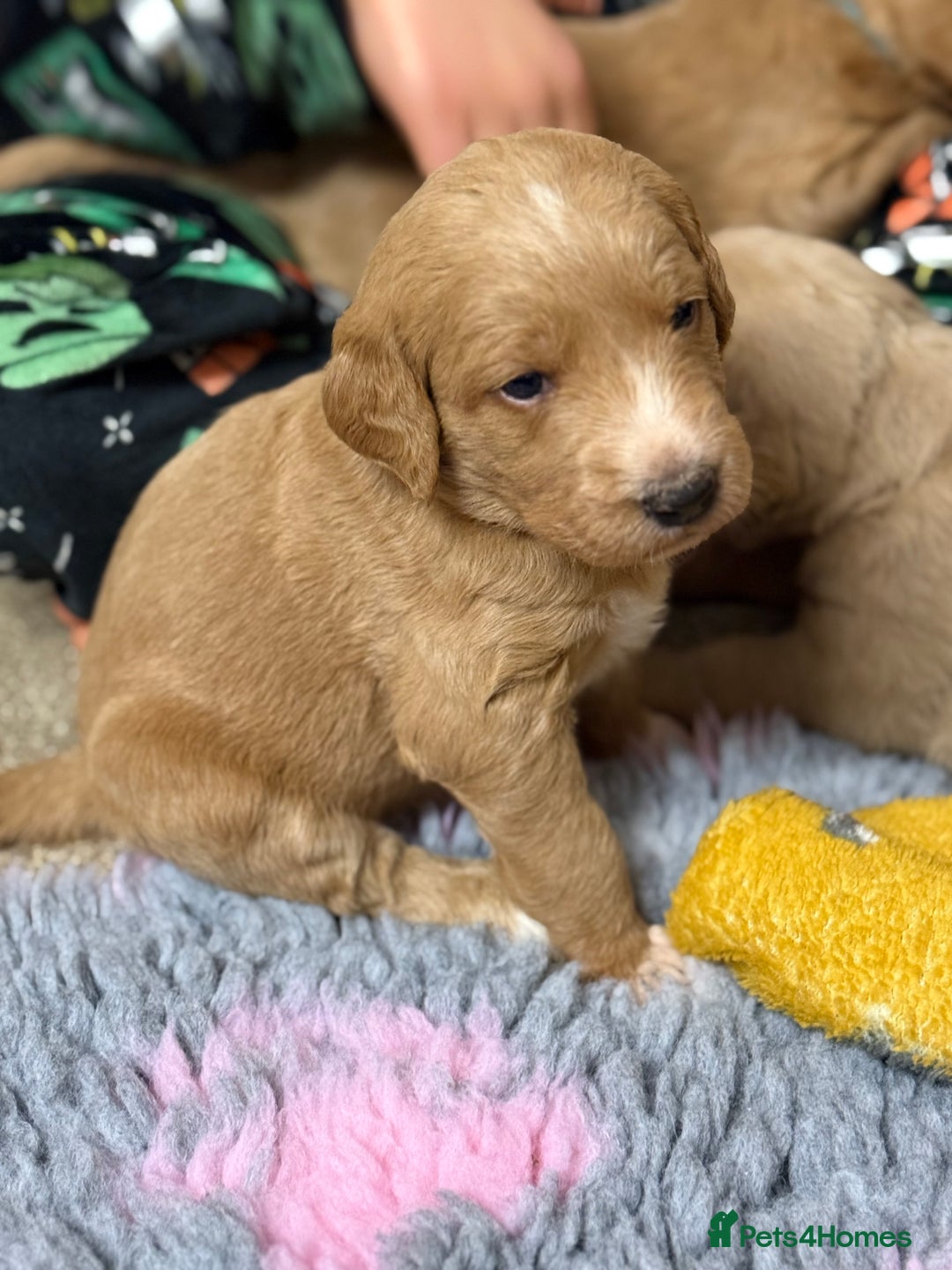 Labradoodle dogs for sale: 6 beautiful labradoodles - Advert 11