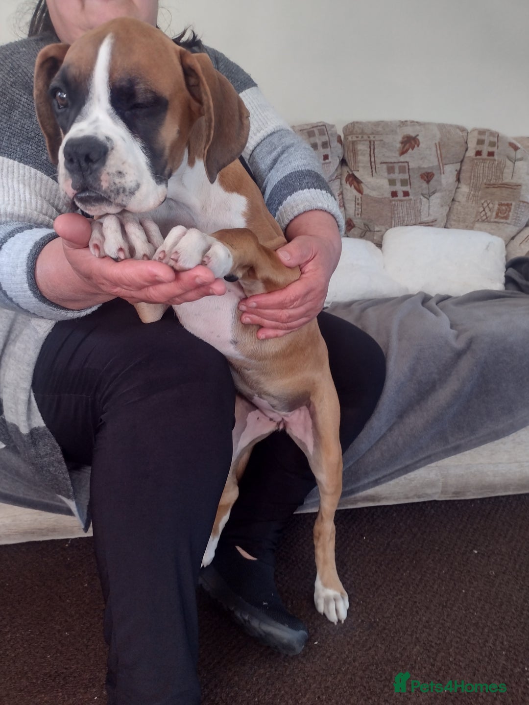Boxer dogs for sale: Boxer broders  - Image 8