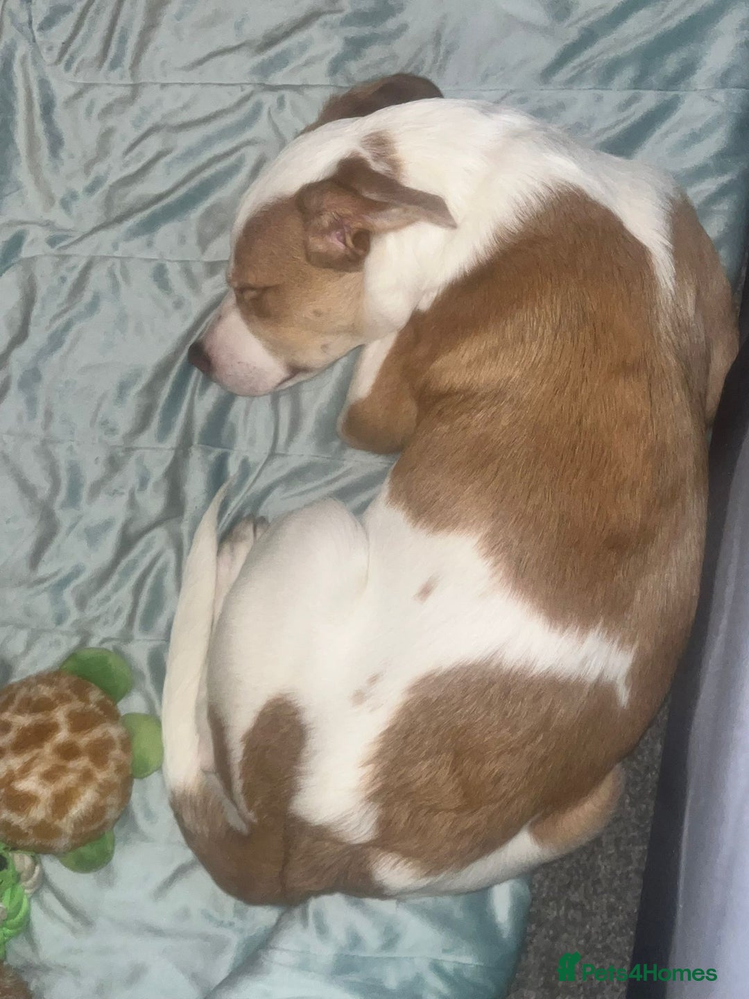 Mixed Breed dogs for sale: 1 puppy  - Advert 6