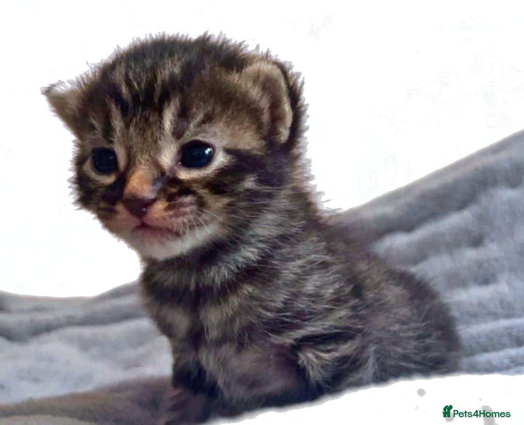 Maine Coon cats for sale: Maine coon x kittens for sale - Image 2