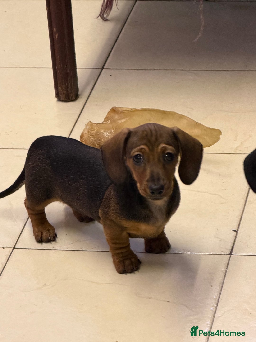 Miniature Dachshund dogs for sale: Beautiful mini dachshund puppy's now available  - Advert 3