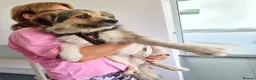 Mixed Breed dogs for adoption: BEN's Journey to Safety - Advert 1