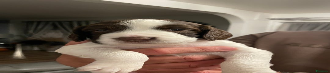 English Springer Spaniel Puppy 2