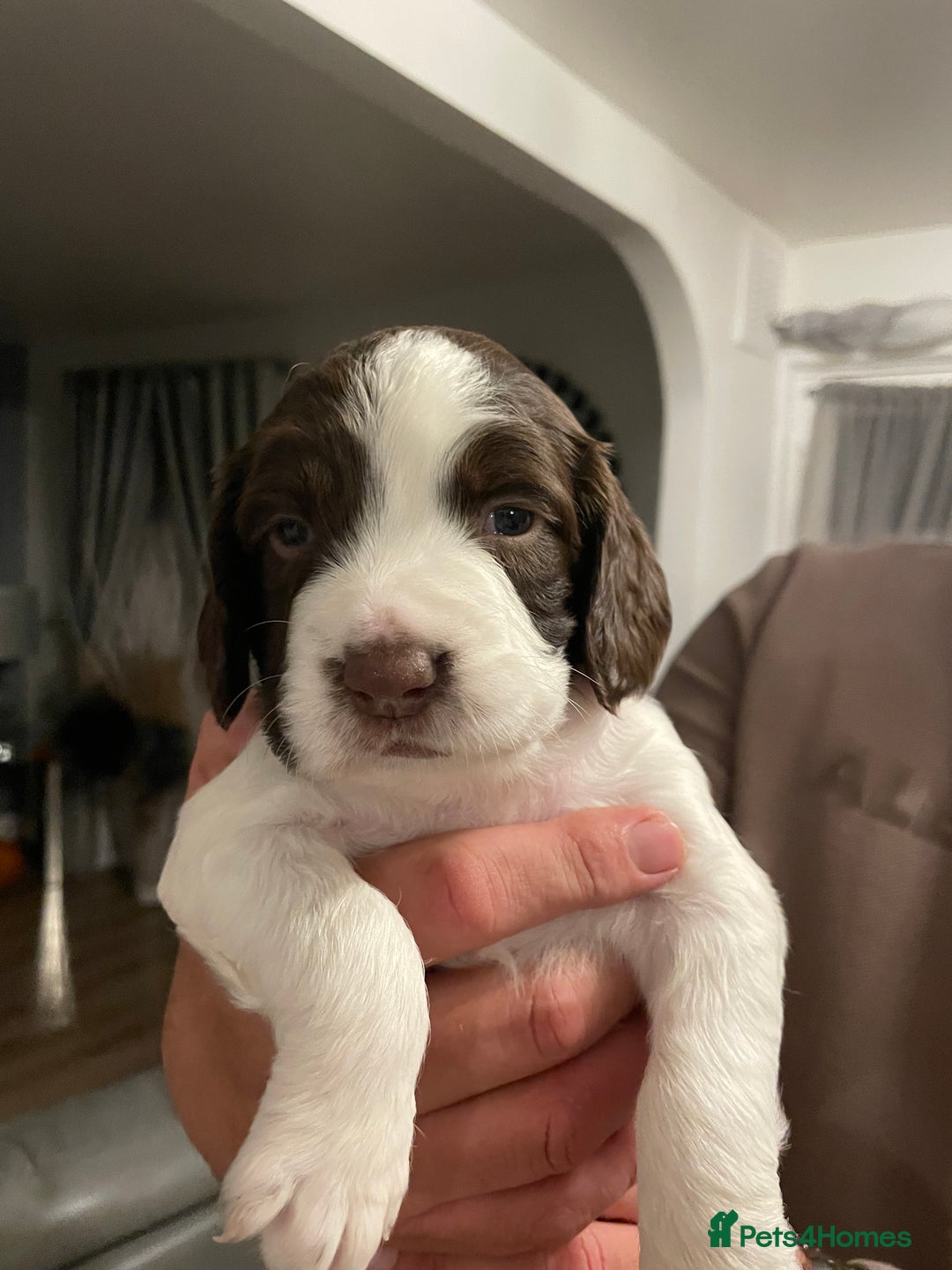 English Springer Spaniel dogs for sale: Kc reg working springer spaniel  - Image 1
