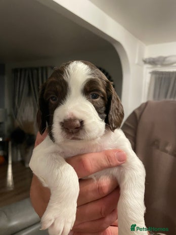 English Springer Spaniel dogs - Advert 1