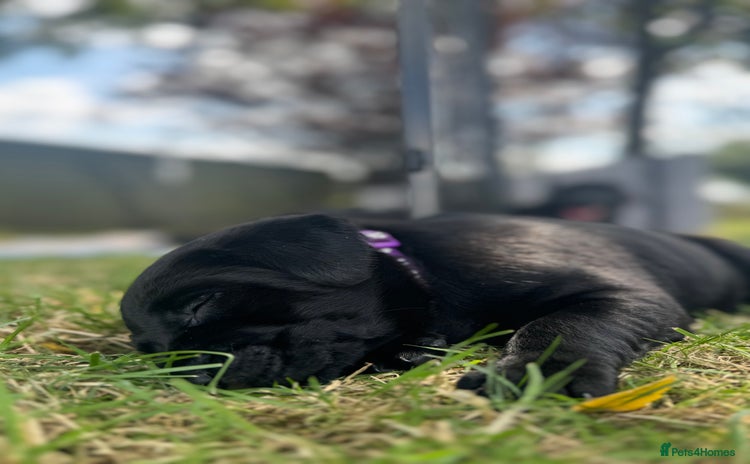 Labrador Retriever dogs - Advert 4