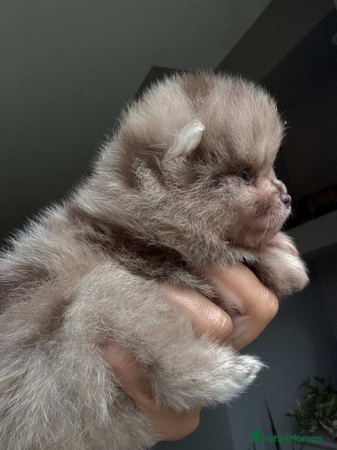 Pomeranian dogs for sale: Lilac and tan, chocolate and tan Pomeranians💜🤎 - Image 5
