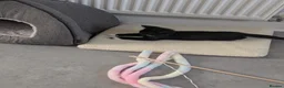 Domestic Shorthair cats for adoption: Bonded Rescue Kittens Looking for a Forever Home - Advert 7