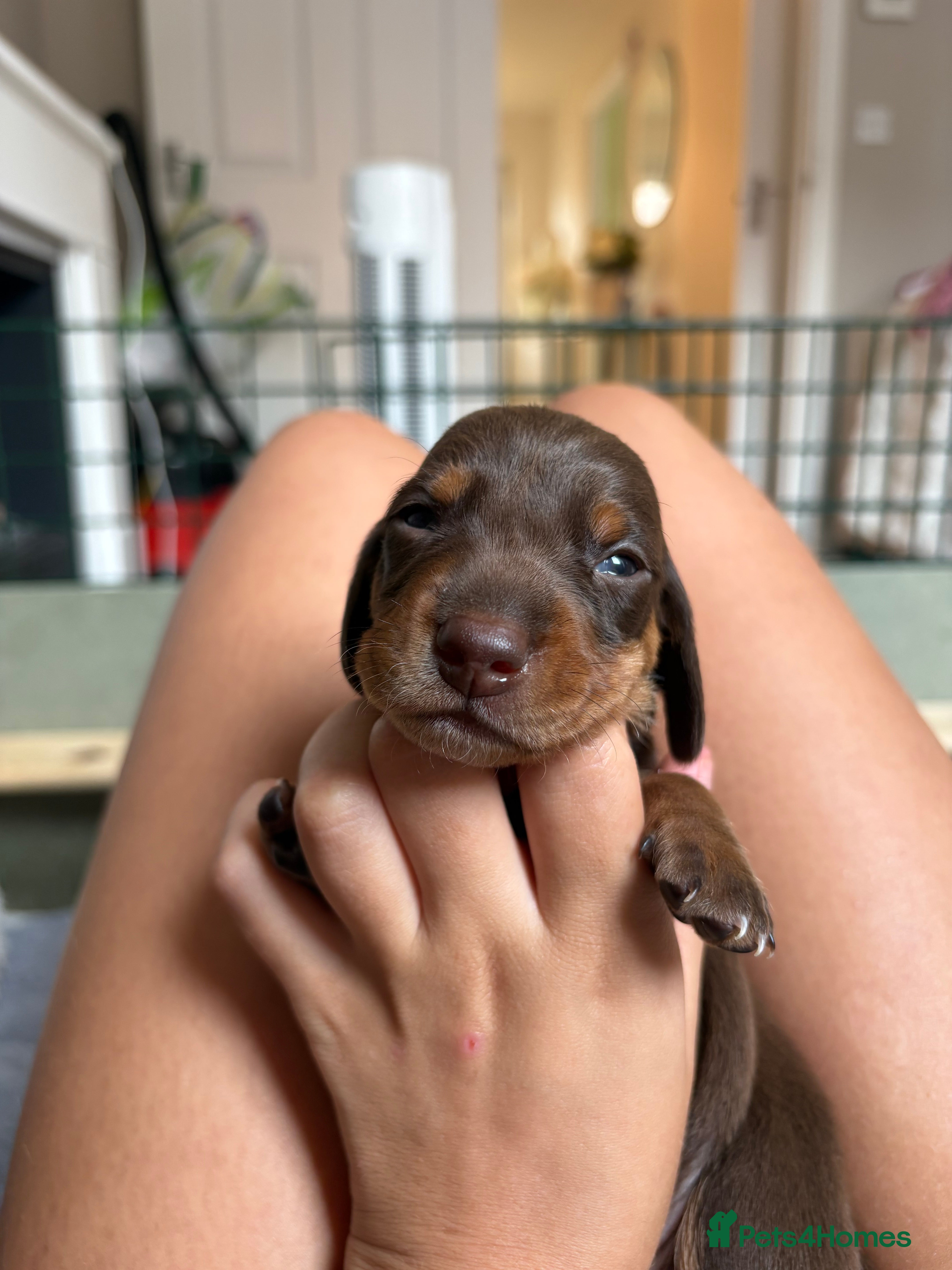 Dachshund dogs 🐾 2 Chocolate and tan boys left!!  🐾 - Advert 2