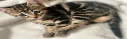 Bengal cats for sale: Bengal X Kittens With Famous Siblings!  - Advert 12