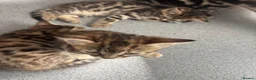Bengal cats for sale: Kittens ready now  in Cramlington - Advert 13