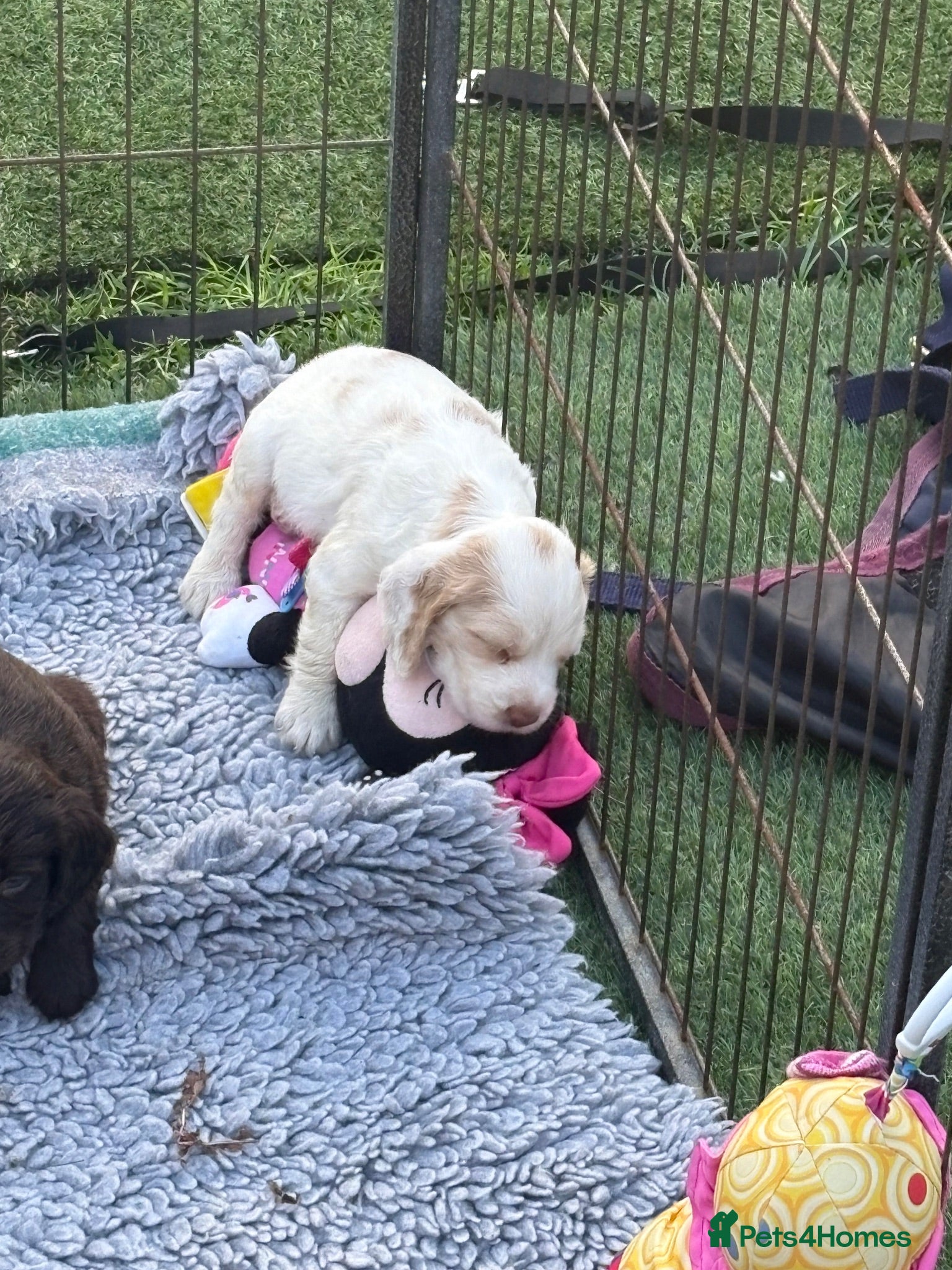Cocker Spaniel dogs Cocker spaniel puppies from health tested parents  - Advert 12