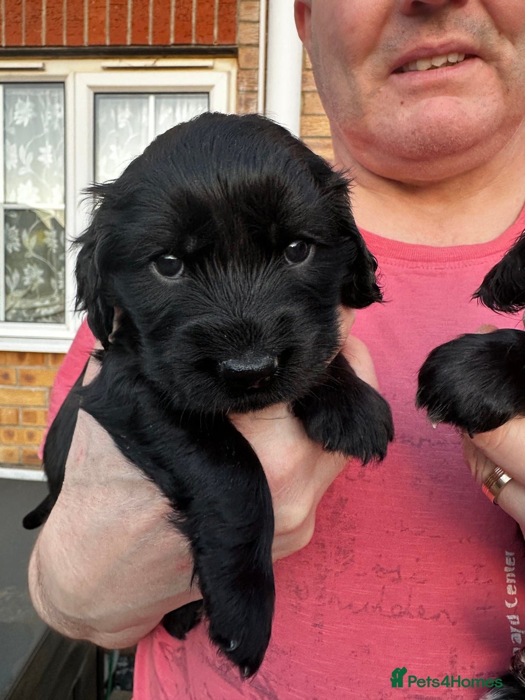 Cocker Spaniel dogs for sale: 🐾Adorable Cocker Spaniel puppies all now sold🐾 - Advert 14