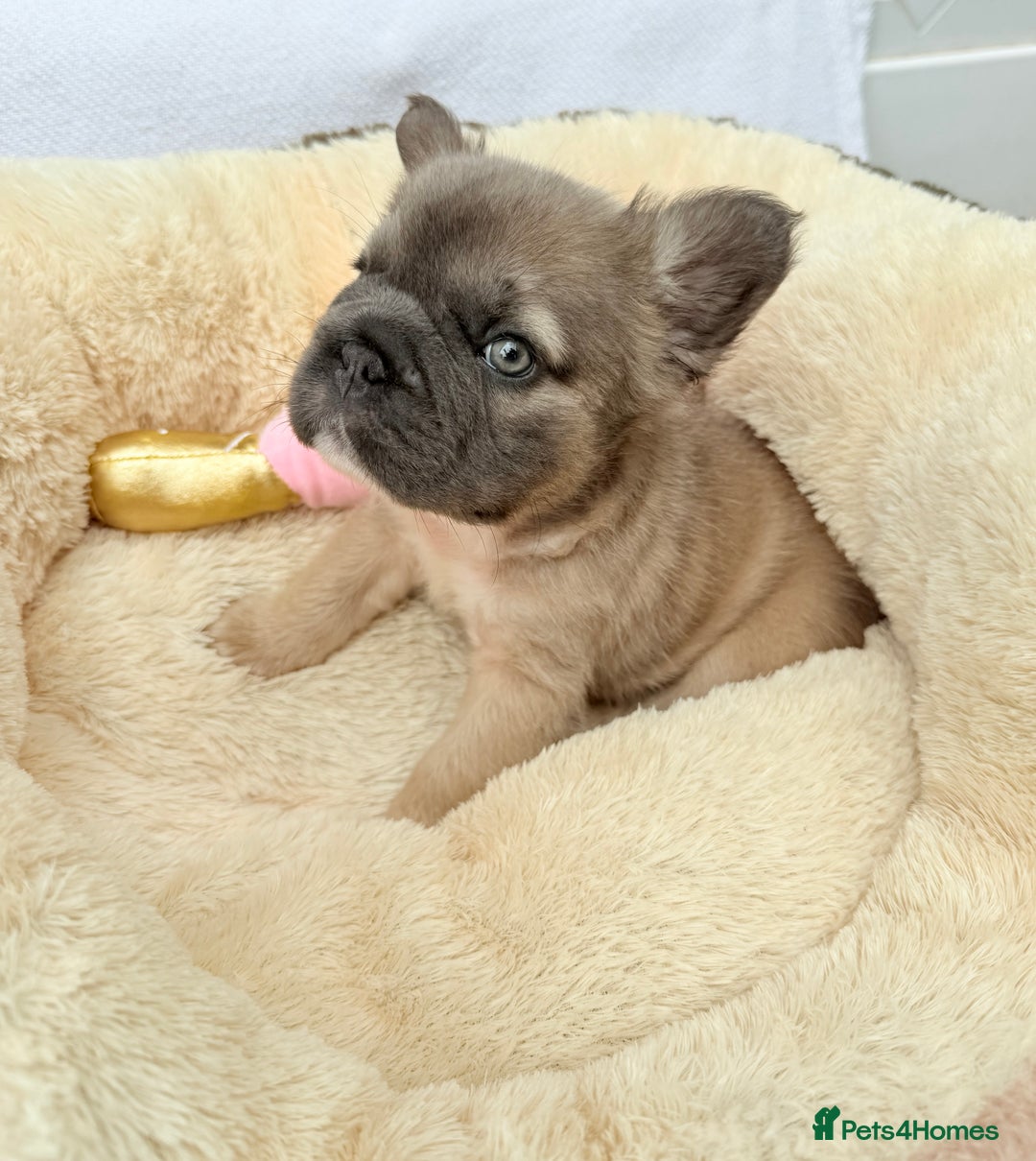 French Bulldog dogs for sale: Visual fluffy ** French bulldog puppies - Image 22