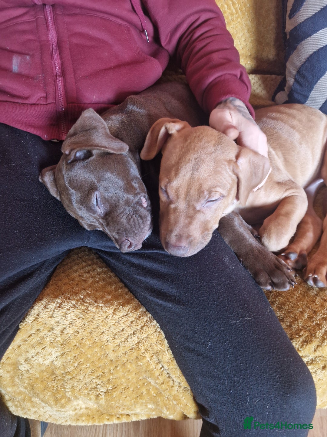 Mixed Breed dogs for sale: Doberman/labrador x american bulldog/english staff - Advert 25
