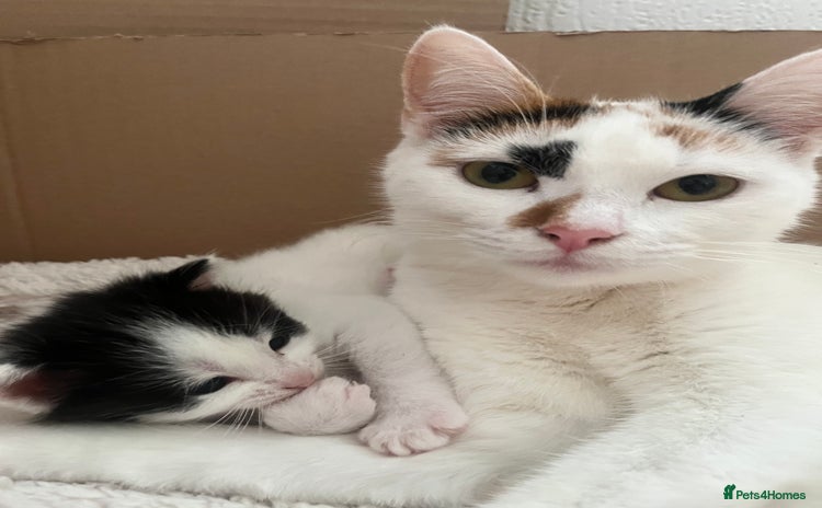 American Shorthair cats 2 ginger and white calico kittens  - Advert 1