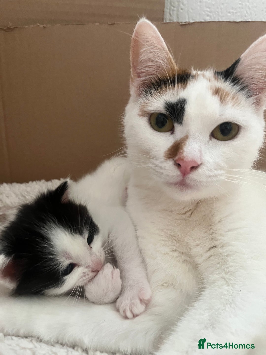 American Shorthair cats for sale: 2 ginger and white calico kittens  - Advert 1