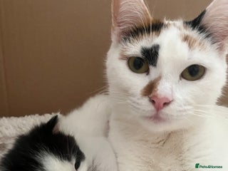 American Shorthair cats for sale: 2 ginger and white calico kittens - Advert 1