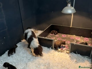 Sprocker dogs for sale - Advert 1