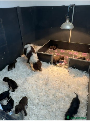 Sprocker dogs - Advert 8