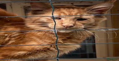 Maine Coon cats - Advert 5