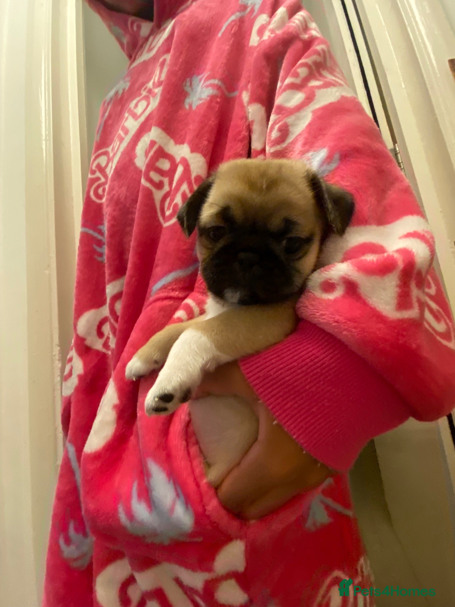 Mixed Breed dogs Pug Tzu puppies 🐶  - Advert 18