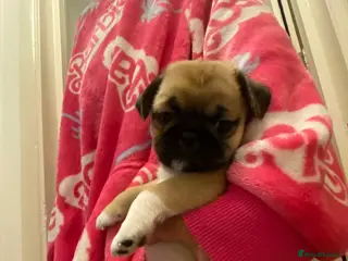 Mixed Breed dogs Pug Tzu puppies 🐶 - Advert 18