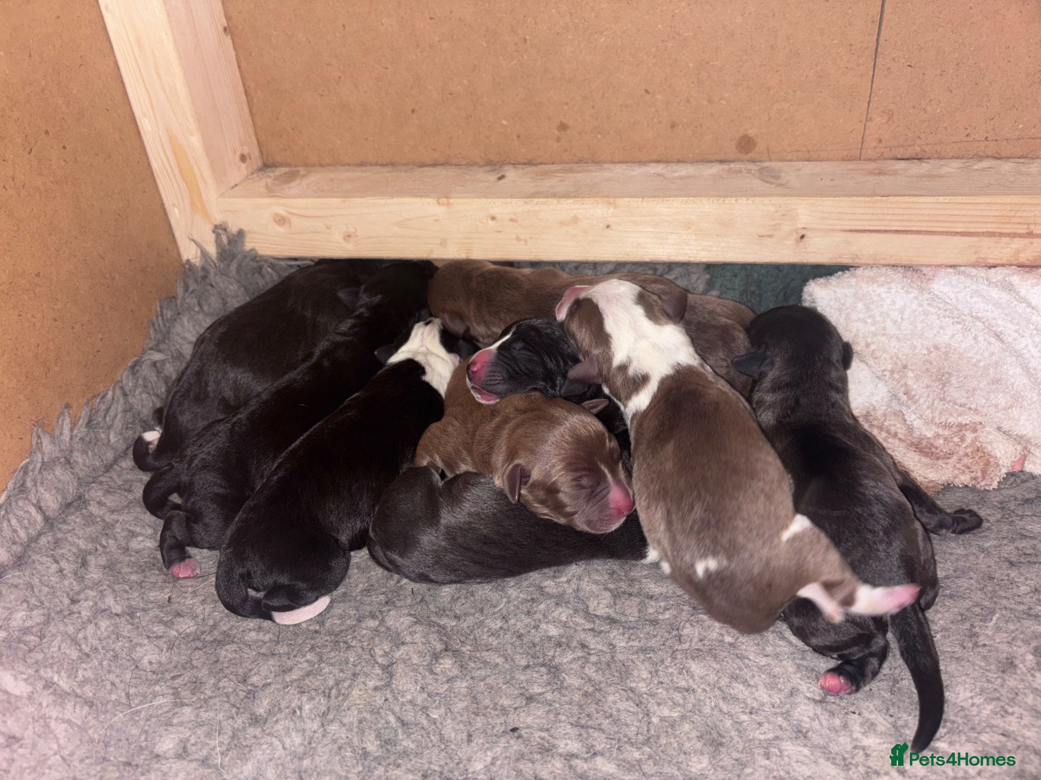 Mixed Breed dogs for sale: Staff Cross Puppies  in Towcester - Advert 6