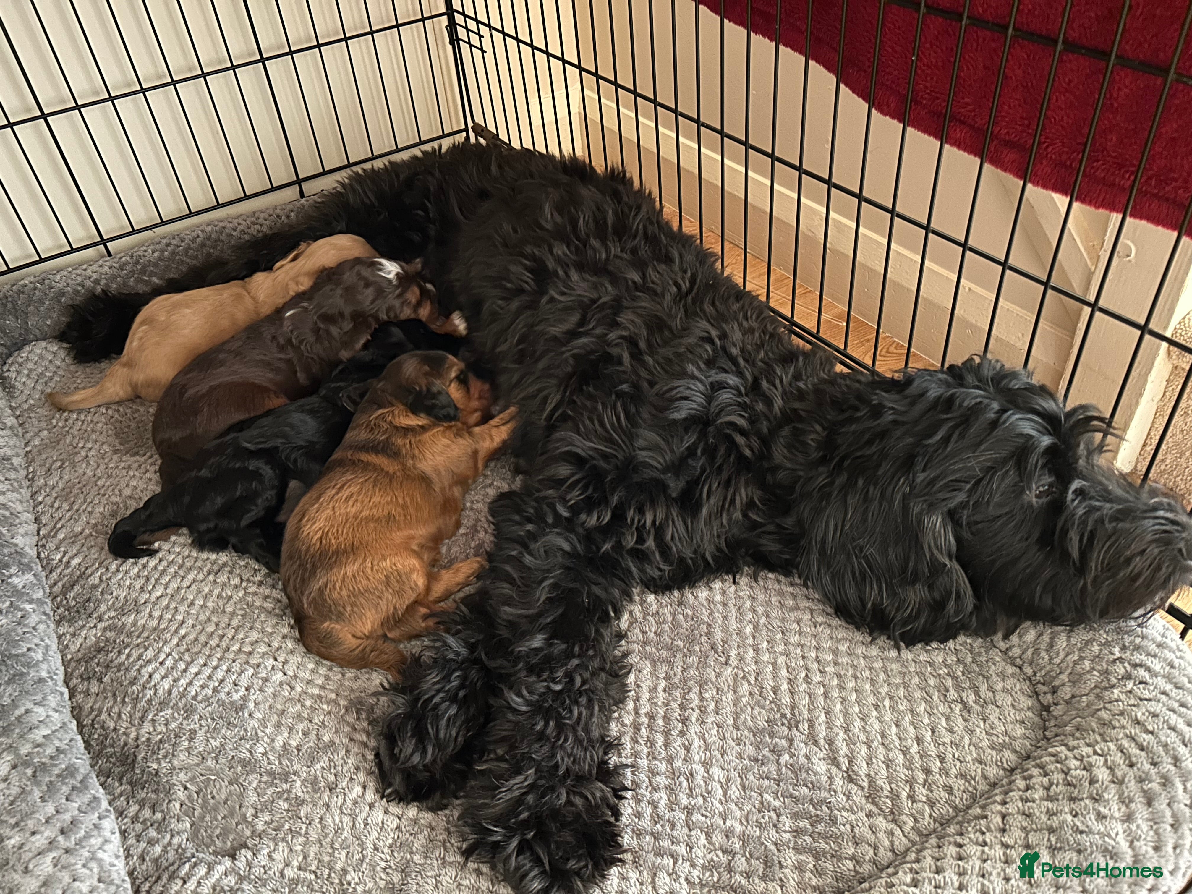 Cockapoo dogs Beautiful F1xF2 Cockapoo Puppies-Loving home £1400 - Advert 2