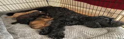 Cockapoo dogs for sale: Beautiful F1xF2 Cockapoo Puppies-Loving home £1400 in Colyton - Advert 2