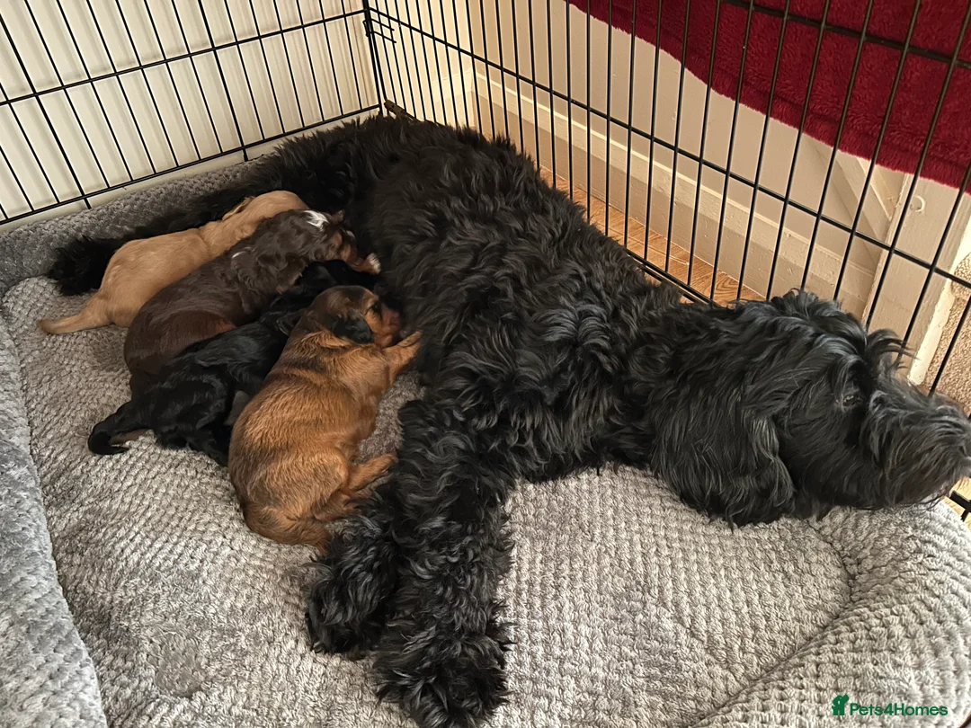 Cockapoo dogs for sale: Beautiful F1xF2 Cockapoo Puppies-Loving home £1400 in Colyton - Advert 2