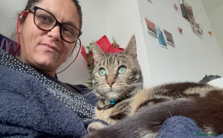 Mixed Breed cats in London - Advert 17